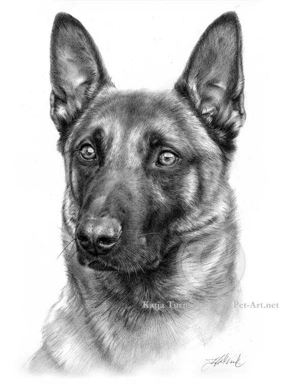 pencil_drawing_pet_portrait_malinois « François Mériaux Ostéopathe