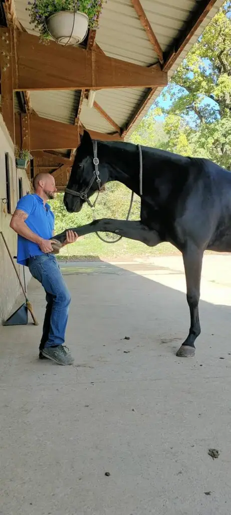 Osteopathie structurelle cheval